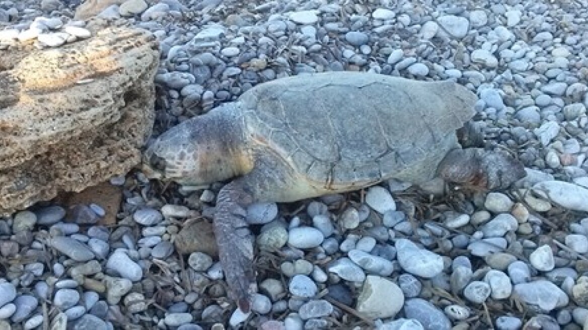 Ηράκλειο: Μία ακόμη νεκρή χελώνα «ξέβρασε» η θάλασσα