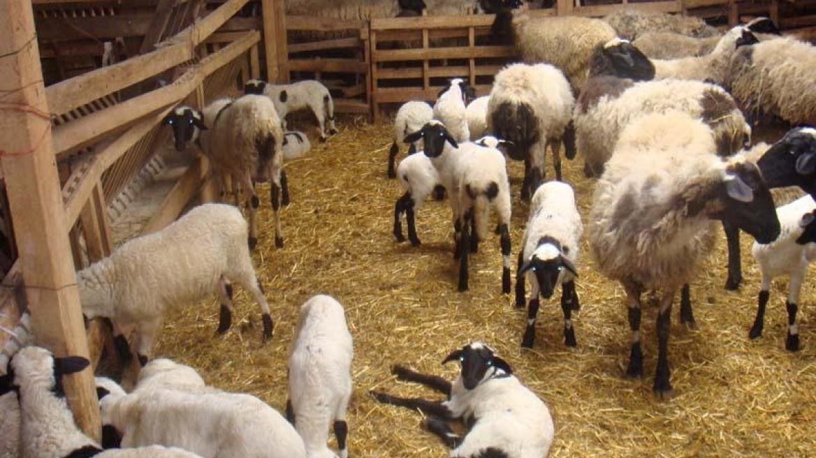 Πρόλαβαν τους ζωοκλέφτες πριν αρπάξουν το κοπάδι