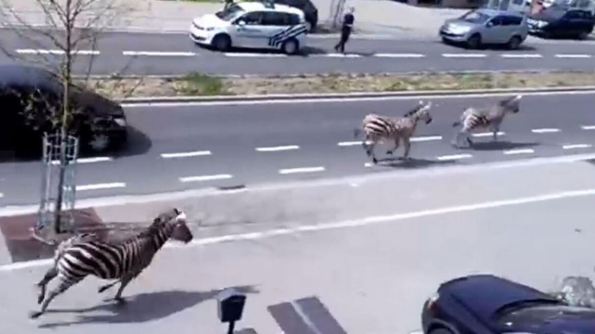 Ζέβρες έτρεχαν αμέριμνες στο κέντρο των Βρυξελλών!