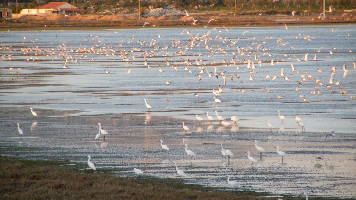 ΣτΕ: Πράσινο φως για χαρακτηρισμό ως πάρκου του υγρότοπου Βουρκάρι Μεγάρων