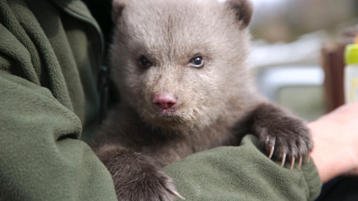 H iSquare υποστηρίζει την ανατροφή του αρκούδου Πάτρικ