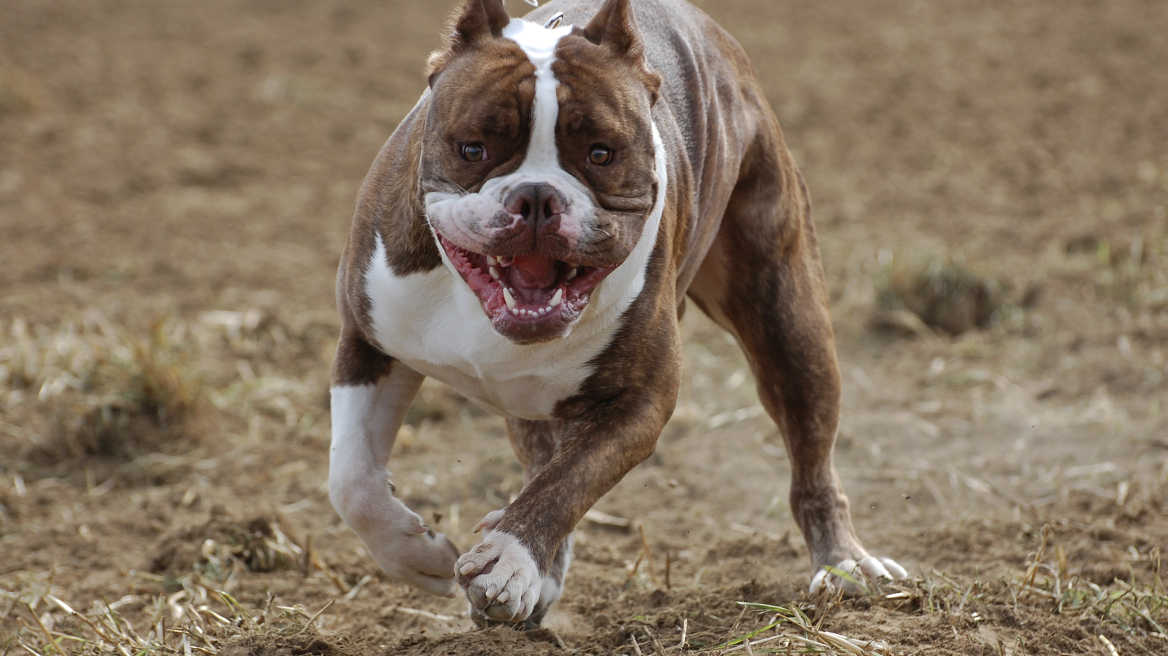 ΗΠΑ: Πιτμπουλ σκότωσε μωρό δύο μηνών μέσα στο σπίτι του