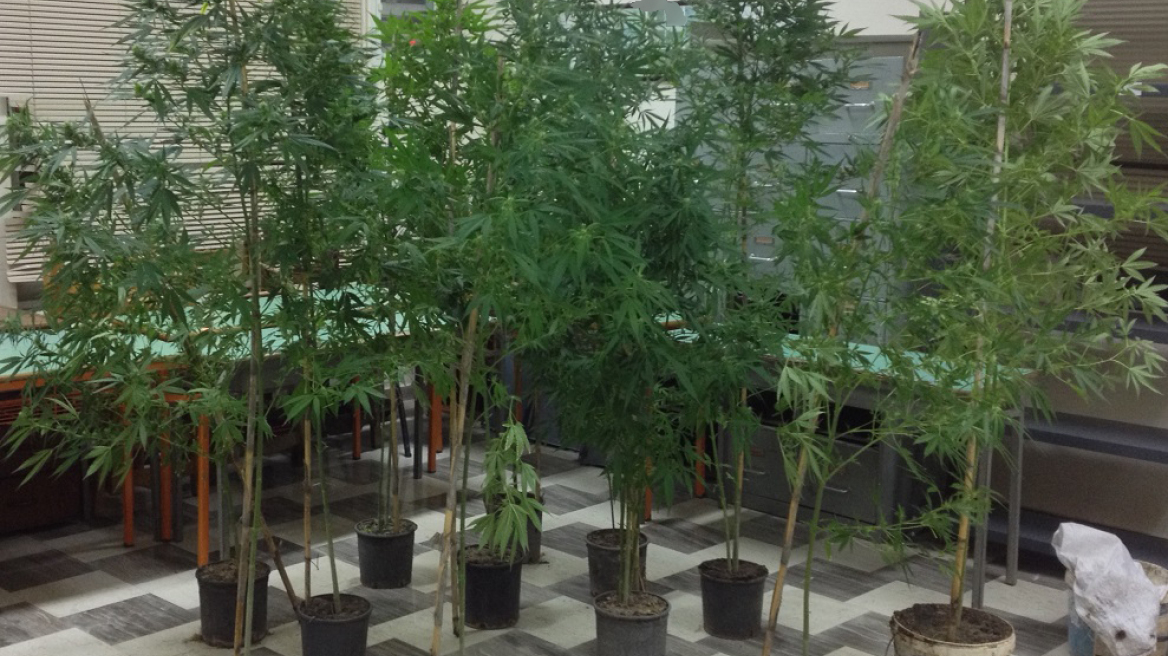 Αγρίνιο: Αδέλφια είχαν χασισοφυτεία και άλλα ναρκωτικά