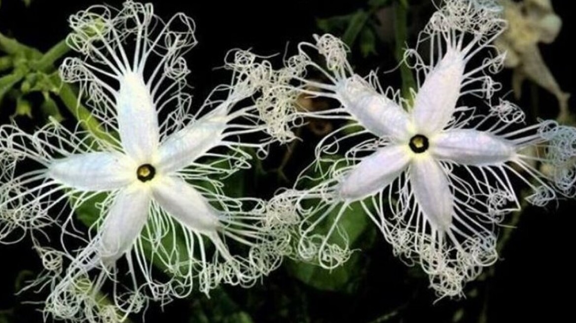 Stunning photos of the world’s most unusual flowers