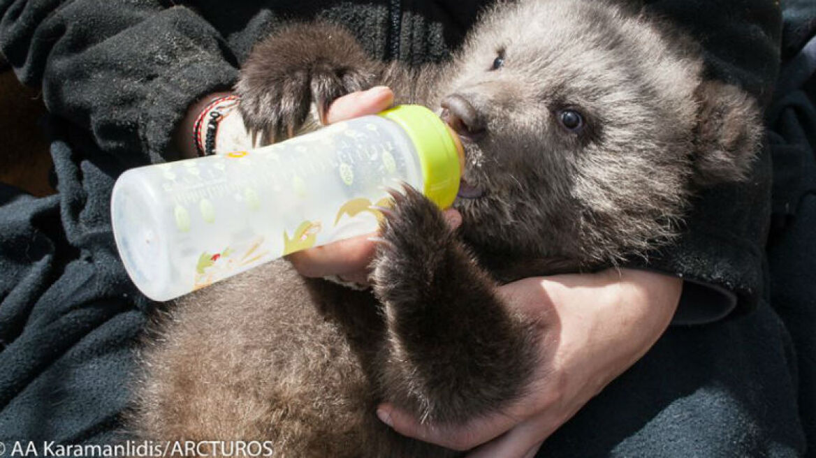 Πάτρικ, το αξιαγάπητο αρκουδάκι