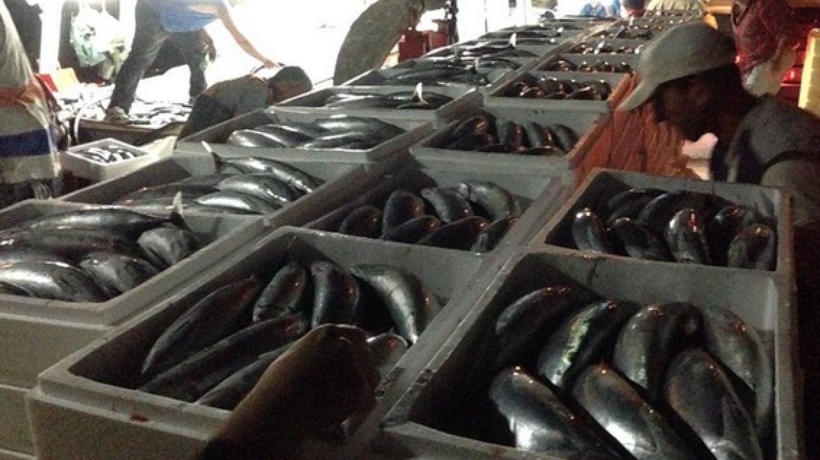 Βίντεο: Η μεγαλύτερη ψαριά στο Ιόνιο, 40 τόνοι παλαμίδια! 