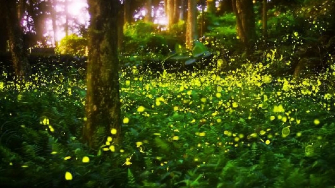 Πυγολαμπίδες: Πηγή φωτός και παιχνιδιού