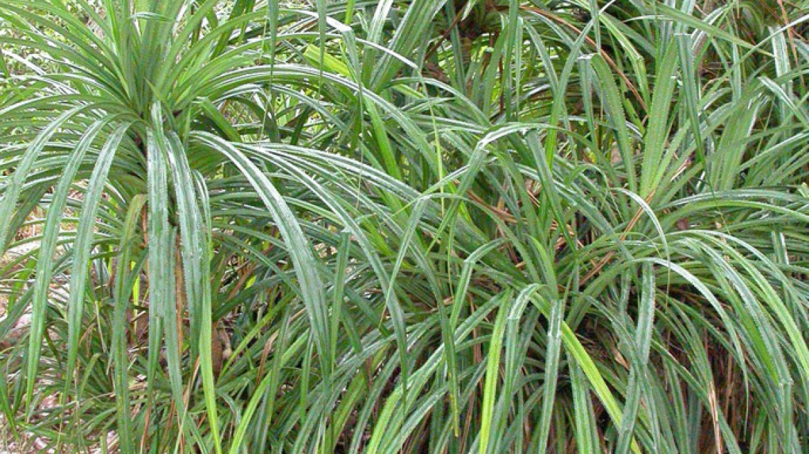 Λιβερία: Πώς ένα φυτό «δείχνει τον δρόμο» για την εξόρυξη διαμαντιών!