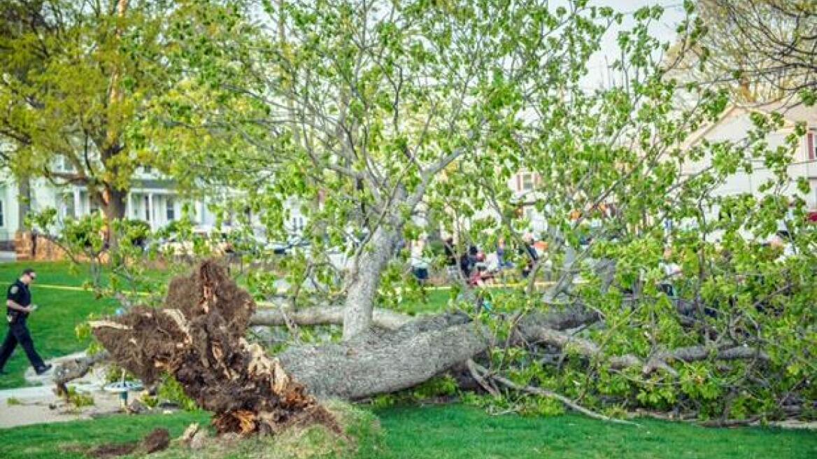 ΗΠΑ: Γιγάντιο δέντρο πέφτει πάνω σε παιδιά που παίζουν!