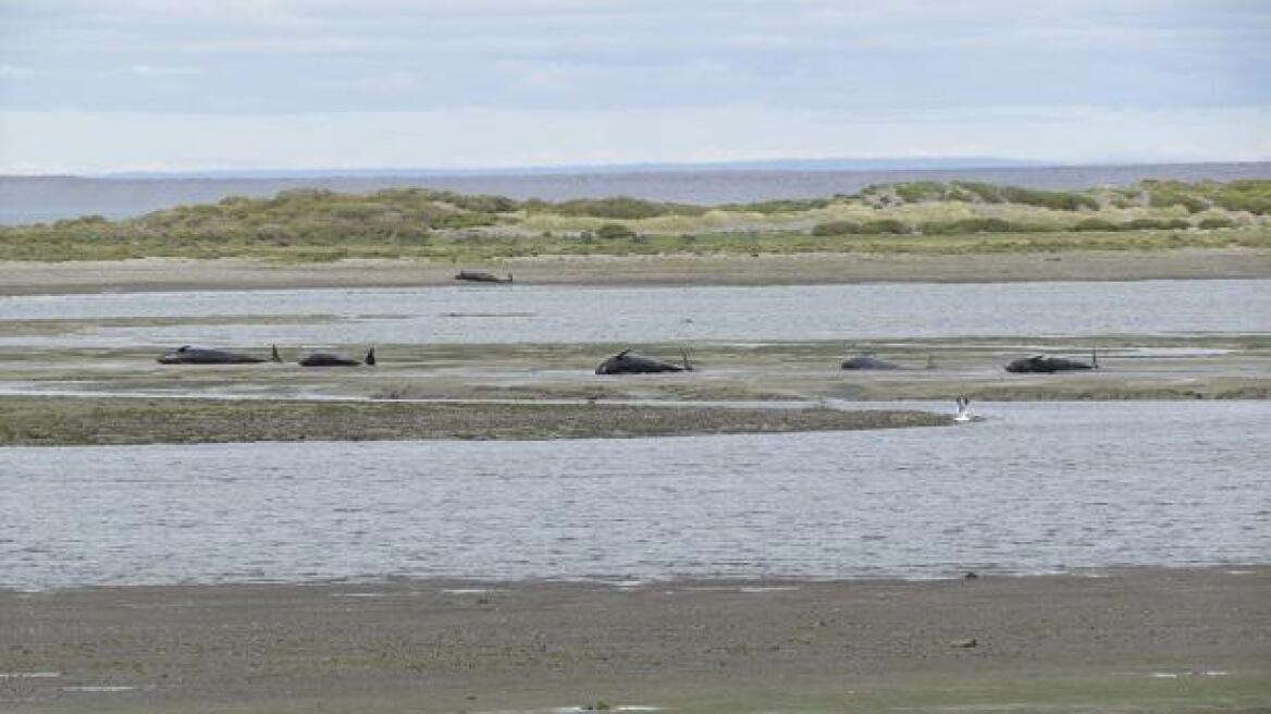 Χιλή: Περισσότερες από 20 φάλαινες βρέθηκαν νεκρές στις ακτές της χώρας