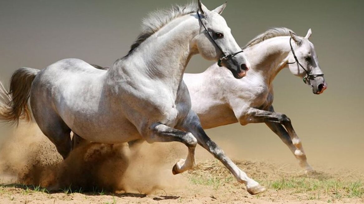 Vile! Another instance of dead horses reported – this time in NW Greece