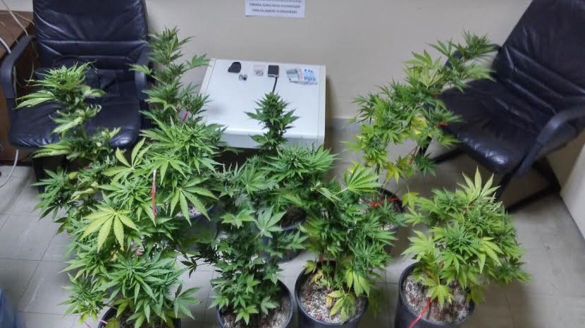 Σε ένα σπίτι είχε χασισόδεντρα και σε άλλο όπλα 