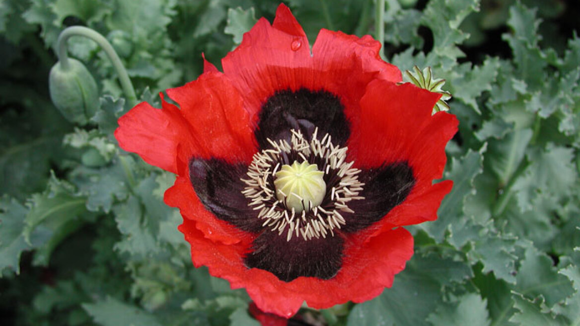 Άνοιξε ο δρόμος για την παραγωγή «σπιτικής» μορφίνης