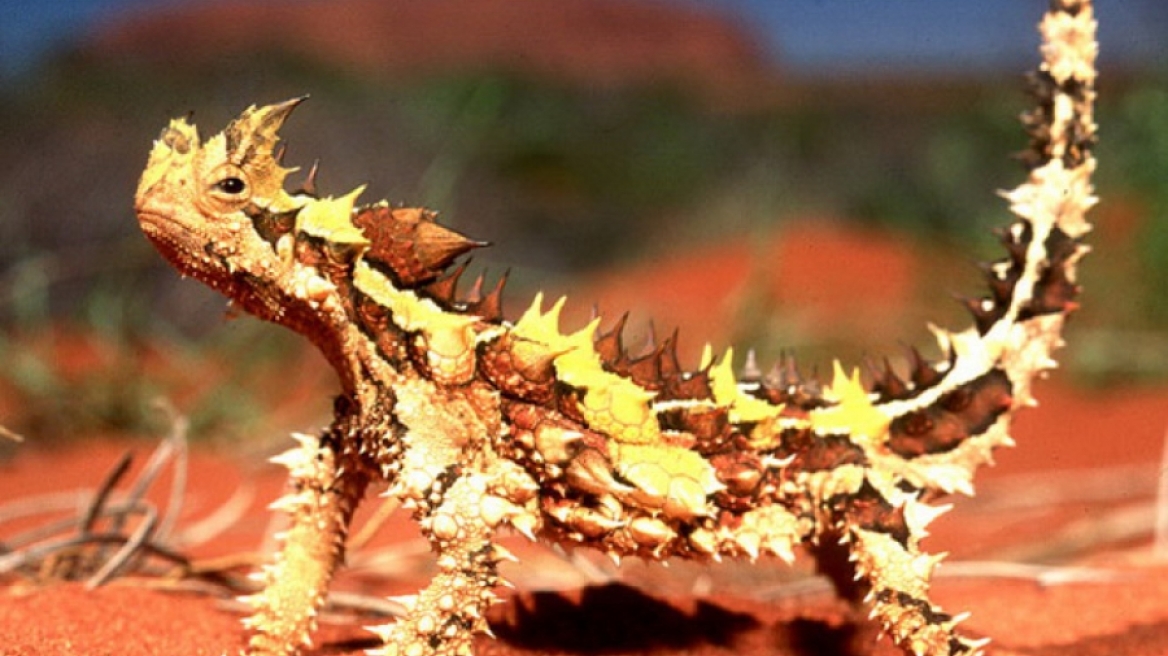 Αυτά είναι τα 11 πιο περίεργα ζώα στον κόσμο!
