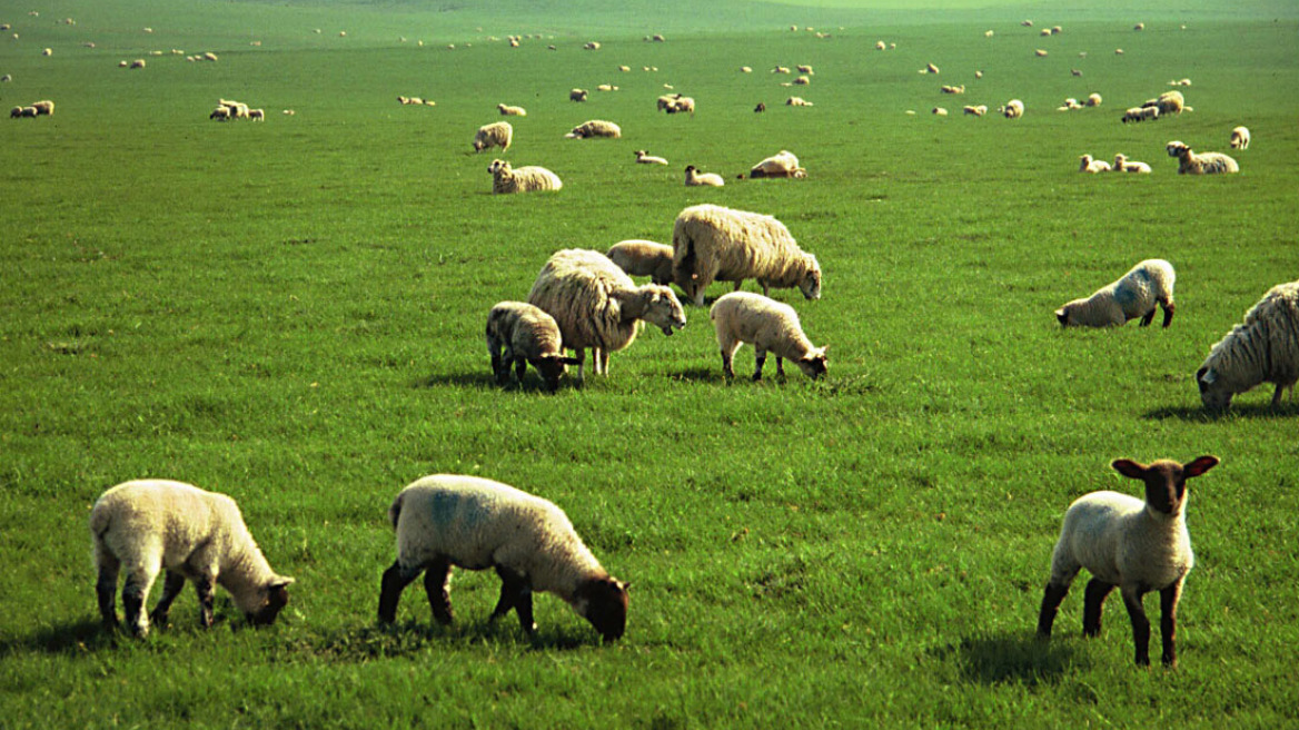 Και τα δάση γίνονται βοσκοτόπια - Τι αλλάζει για τους κτηνοτρόφους 