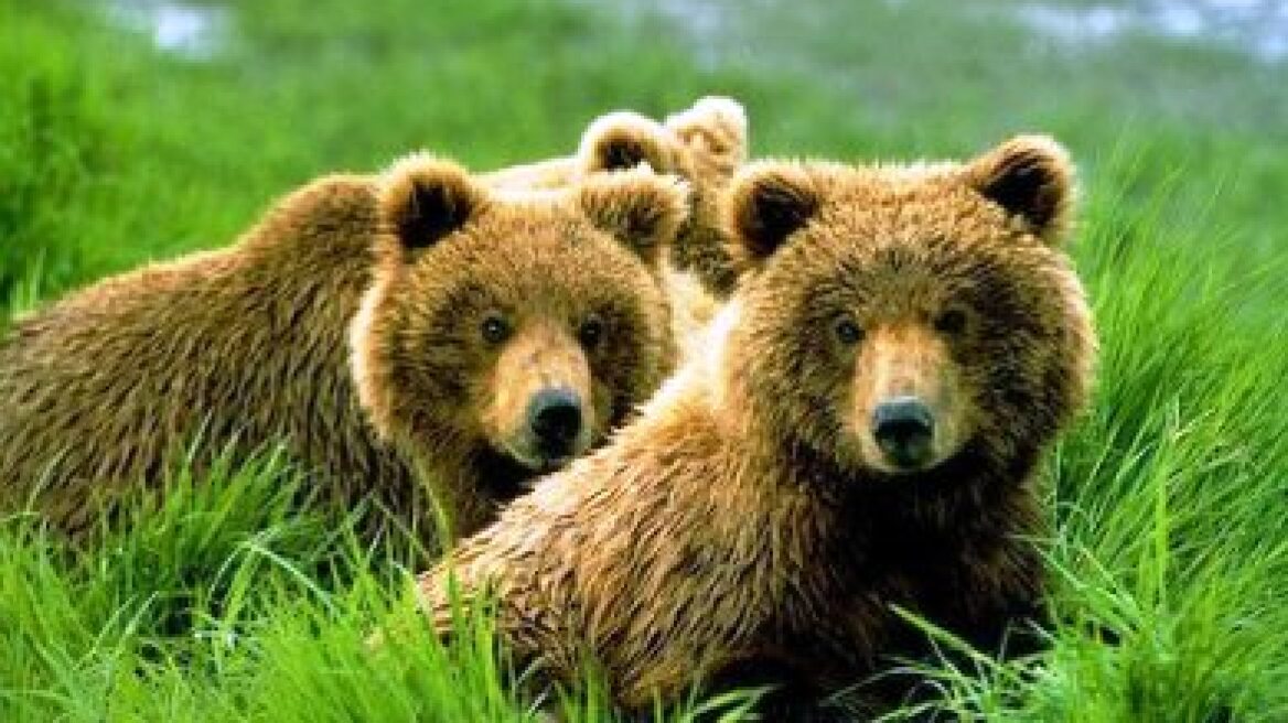 Τρεις αρκούδες υπό παρακολούθηση από την «Καλλιστώ» 