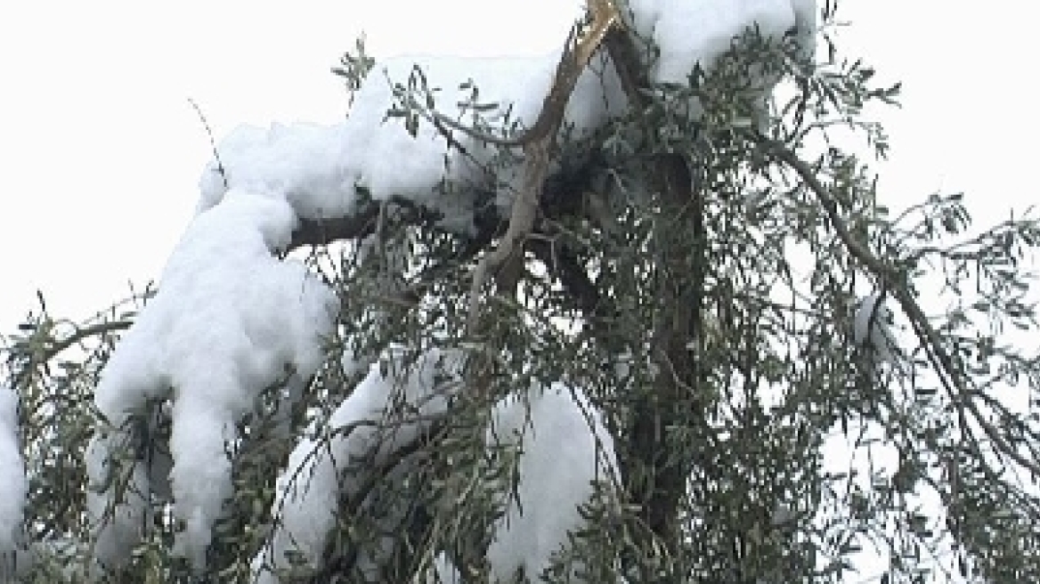 ΕΛΓΑ: Καταβάλλονται αποζημιώσεις για ζημιές στη φυτική παραγωγή σε περίπου 15.000 αγρότες