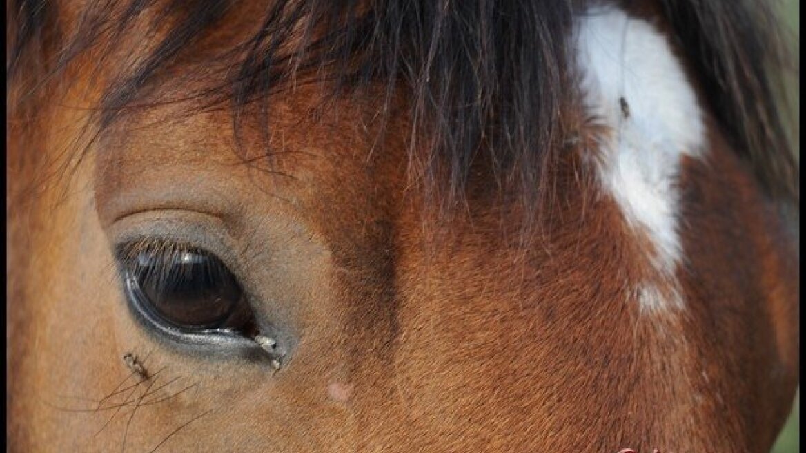 Save the horses at Eretria's horse-riding club! (photos + video)