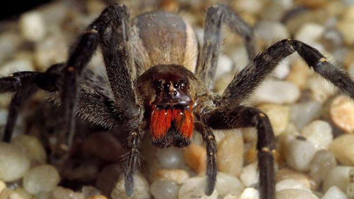 Βρετανία: Βρήκαν την πιο θανατηφόρα αράχνη του κόσμου μέσα σε μπανάνες!