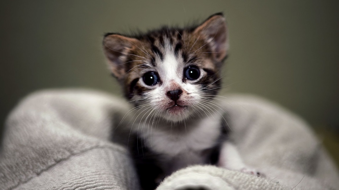 Warning! Cat ownership linked to mental illness