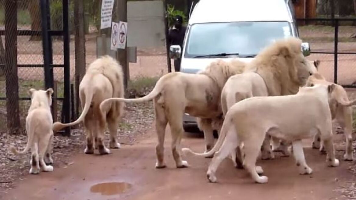 Σοκ: Tα μοιραία δευτερόλεπτα πριν το λιοντάρι κατασπαράξει την μοντέρ του «Game Of Thrones»