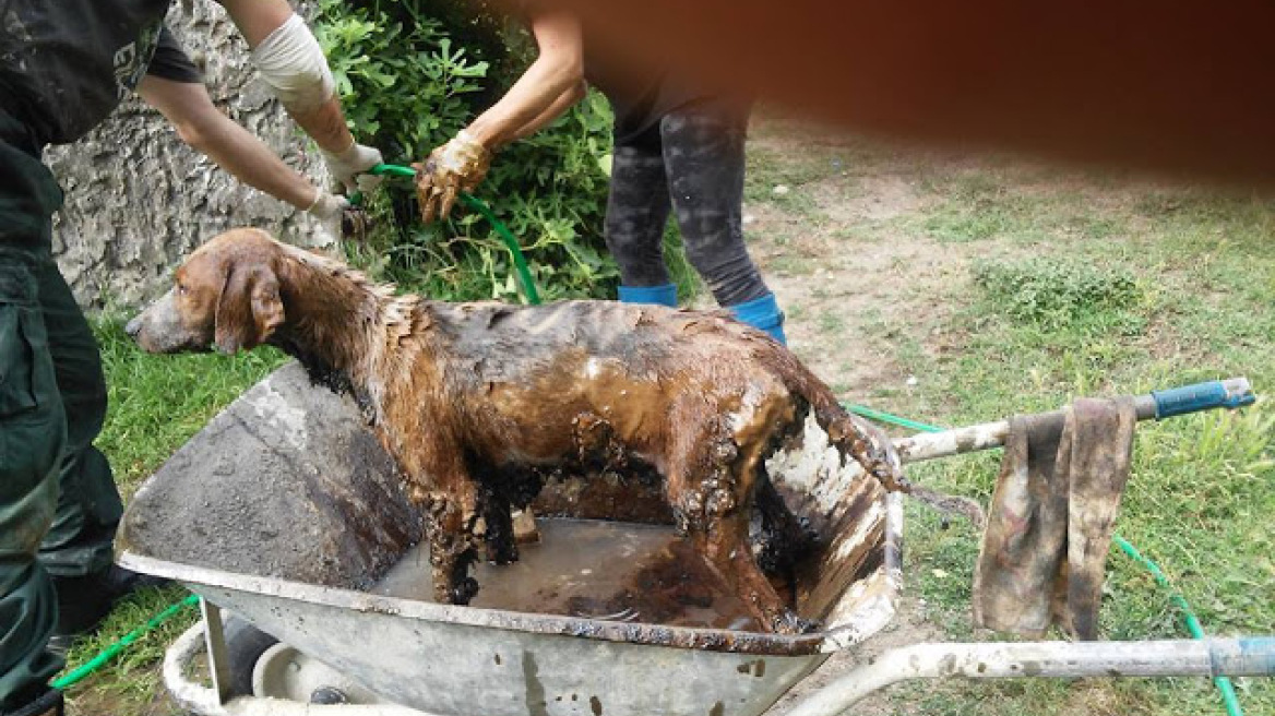 Αφησαν τη σκυλίτσα για δυο μέρες βουτηγμένη σε πίσσα