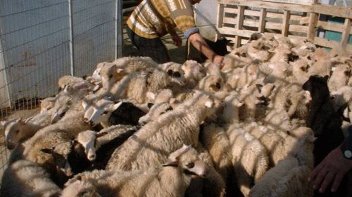 Βρήκαν τους ζωοκλέφτες μετά από δυο χρόνια!