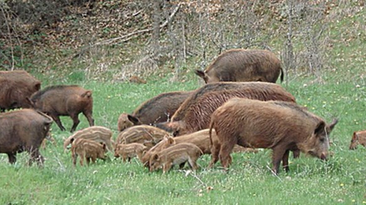 Και γυναίκα λαθροθήρας κυνηγούσε αγριόχοιρους!