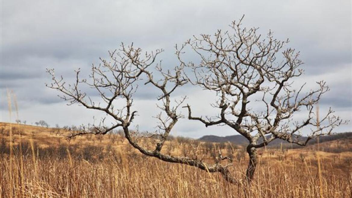 Η Βόρεια Κορέα πλήττεται από τη χειρότερη ξηρασία των τελευταίων 100 χρόνων