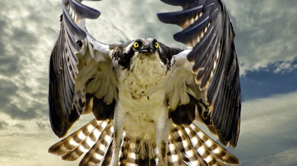 Μικρά και μεγάλα ζώα σε μοναδικές φωτογραφίες