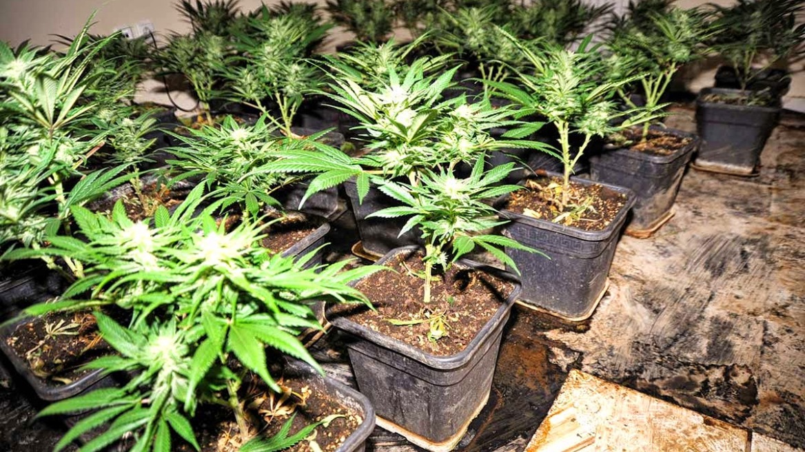 Μεσσηνία: Στη φυλακή γιατί καλλιεργούσε χασισόδεντρα... στην πισίνα!