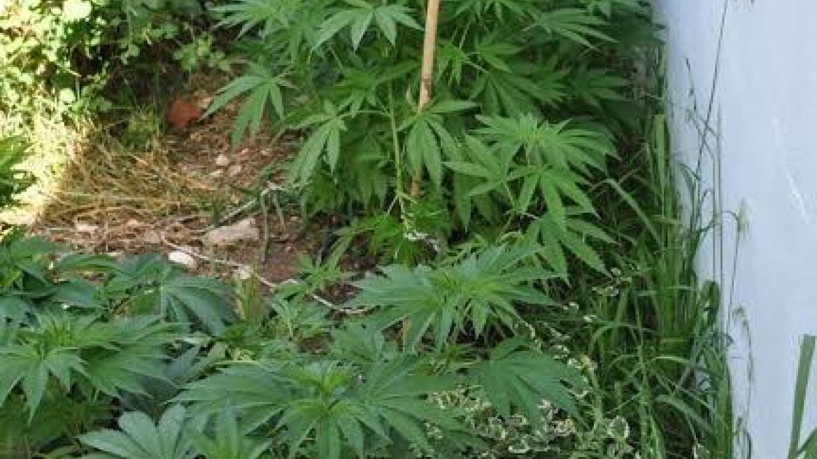 Είχε χασισόδεντρα και λαθραίο καπνό στο κτήμα του 