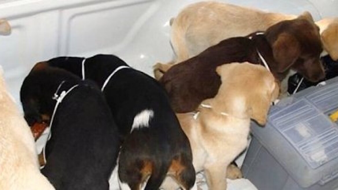 Ισπανία: Συνελήφθη κτηνίατρος που έκρυβε ηρωίνη μέσα σε ζωντανά κουτάβια!