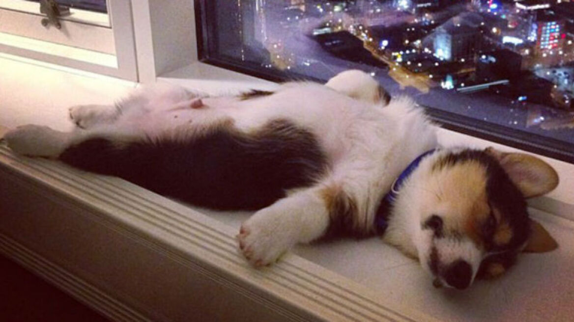 Σκυλίσιος ύπνος