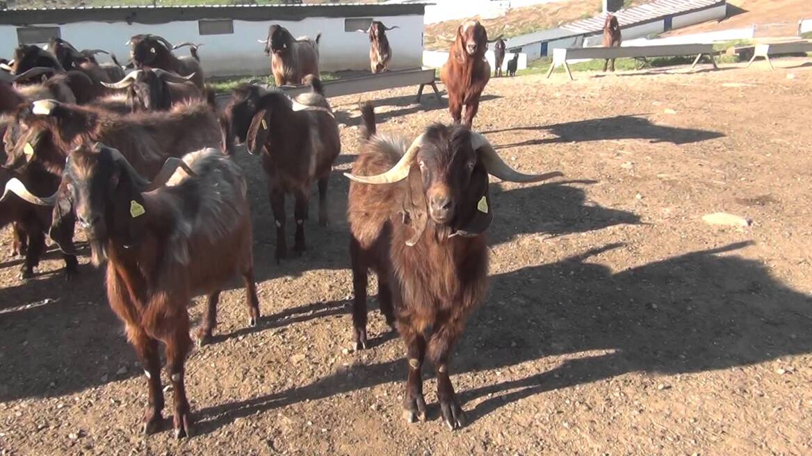 Ρόδος: Δικάζονται για την δολοφονία τράγου