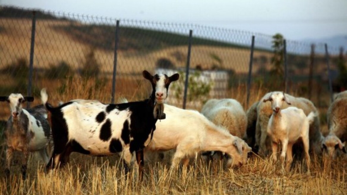 Έκλεψαν τα ζώα, τα έσφαξαν και τα πέταξαν!