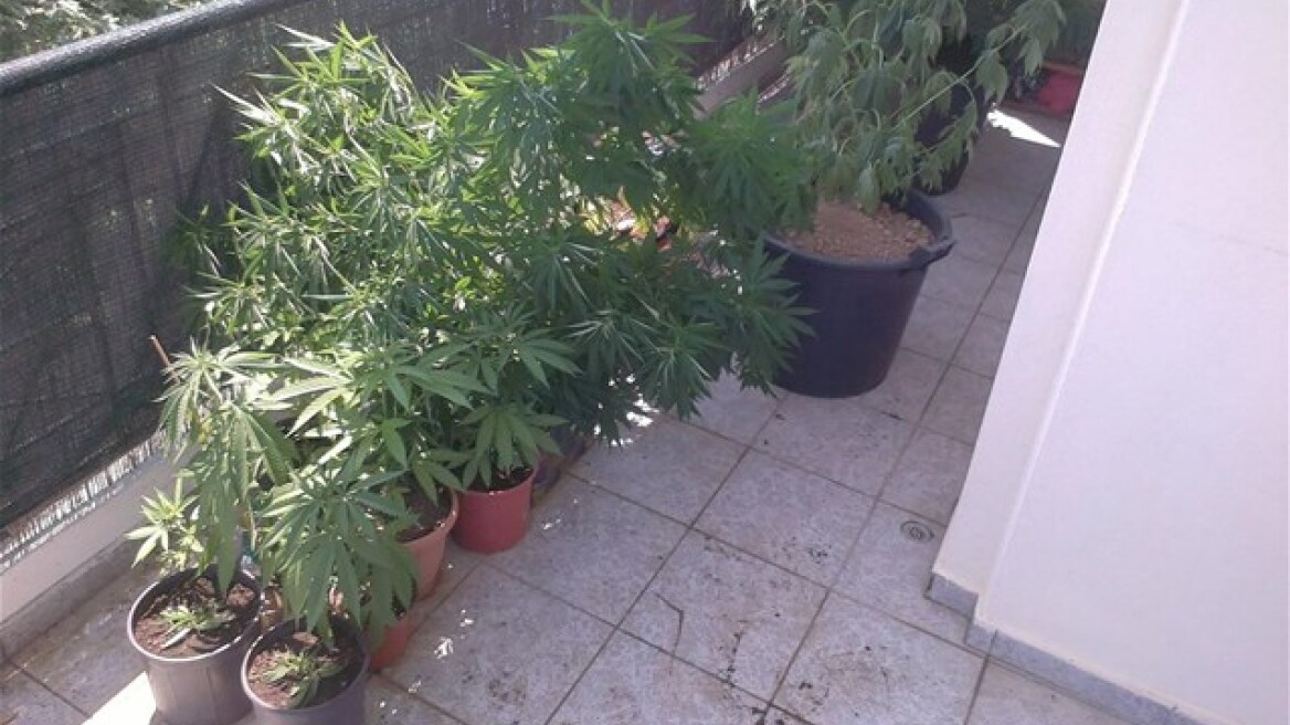 Τρίκαλα: Σύλληψη 27χρονου για καλλιέργεια κάνναβης