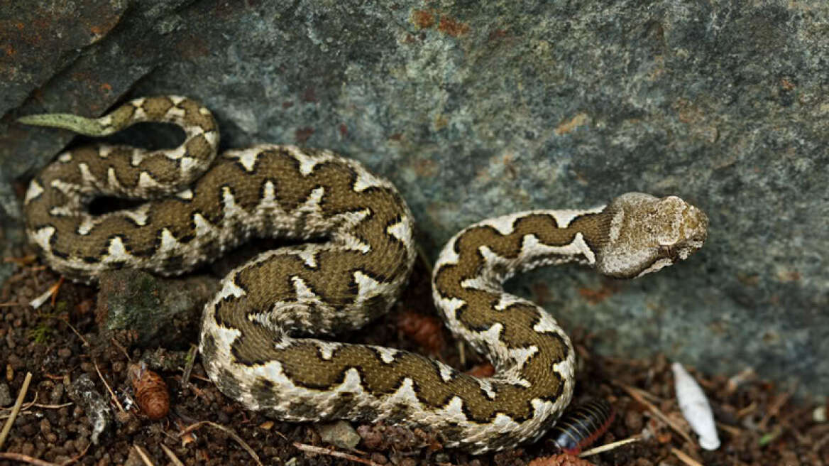 Θρίλερ για αγρότη που τον δάγκωσε οχιά