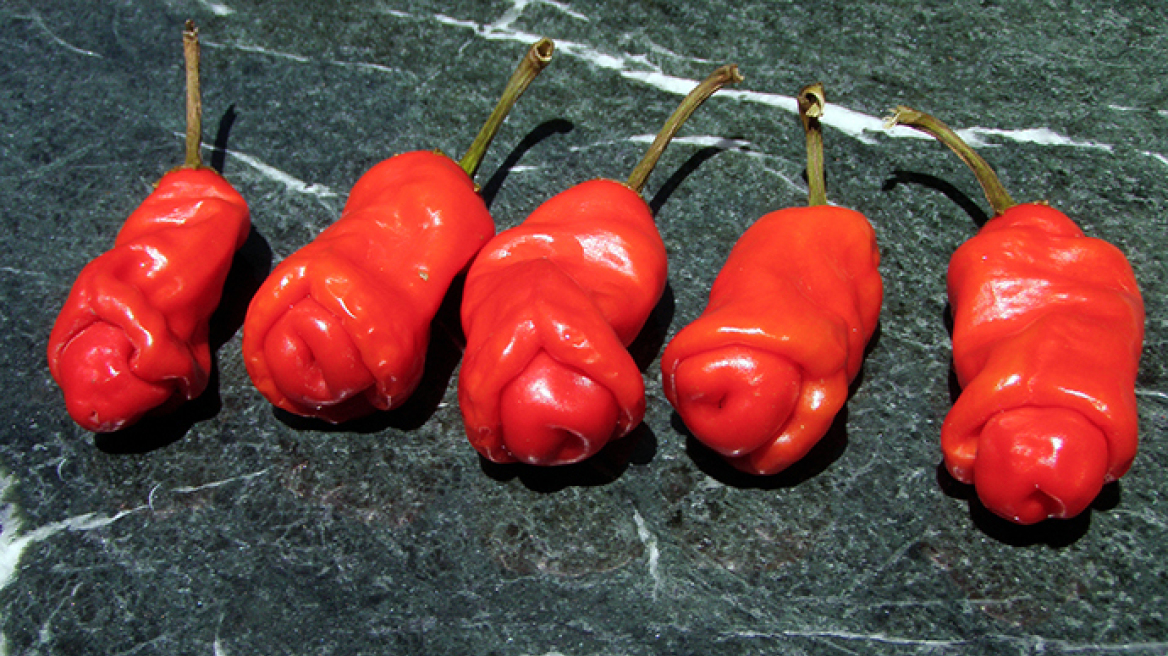 Πιπεριές σε σχήμα πέους: η νέα «τρέλα» της Βαρκελώνης