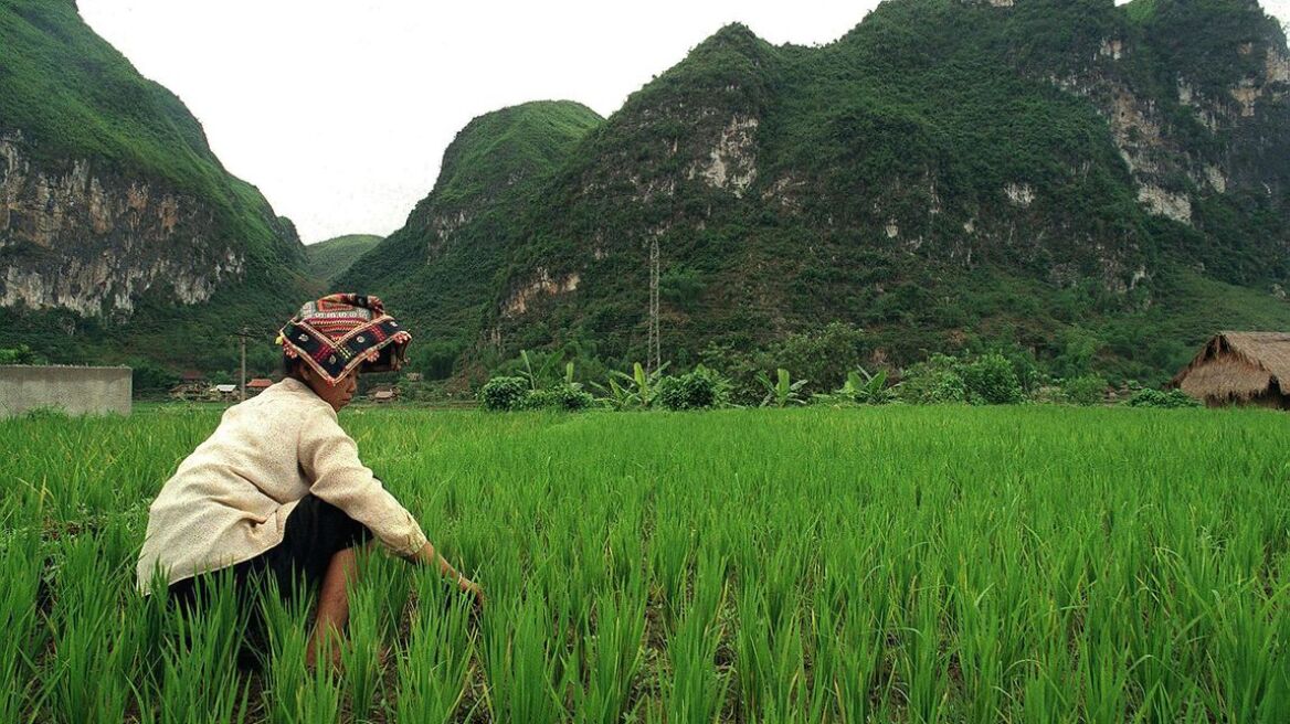Κινέζοι ανακάλυψαν το (μεταλλαγμένο) μακρύκοκκο ρύζι θαύμα