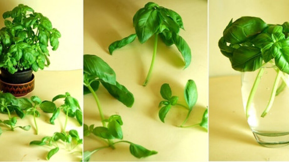 Κάνουμε «ανακύκλωση» στα λαχανικά μας!