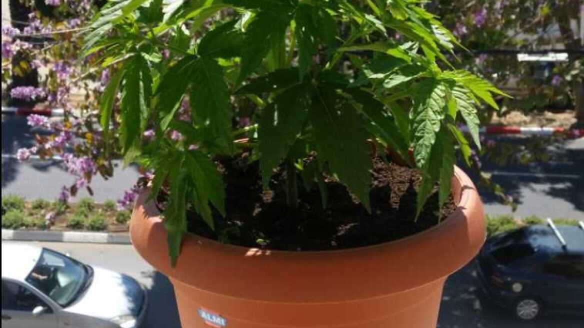 Πήδησε από το παράθυρο μαζί με τα… χασισόδεντρα!