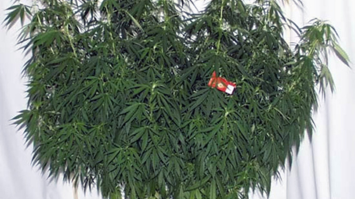 Δύο συλλήψεις για χασίς στο Αίγιο