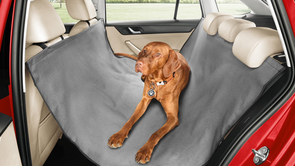 Έχετε σκύλο; Έτσι θα τον μεταφέρετε