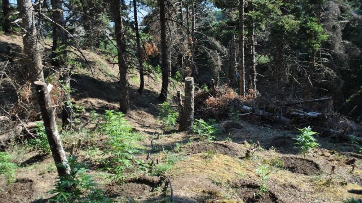 Τεράστια χασισοφυτεία βρέθηκε «ορφανή» στη Φθιώτιδα