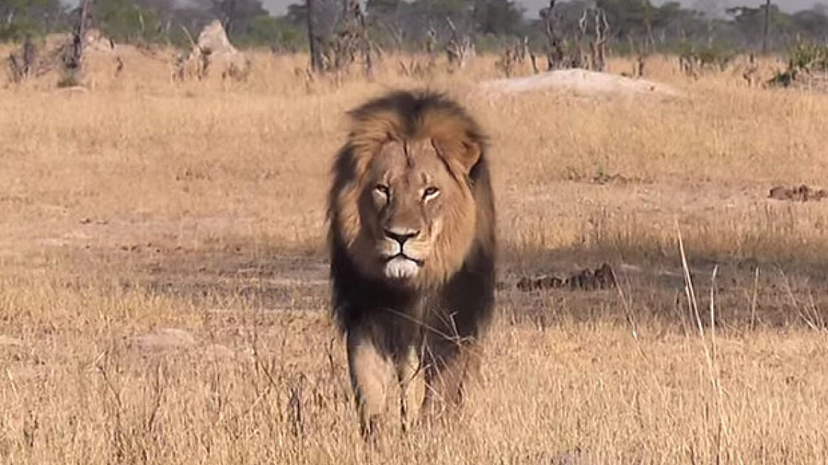 Αμερικανός οδοντίατρος είναι ο δολοφόνος του πιο διάσημου λιονταριού της Ζιμπάμπουε