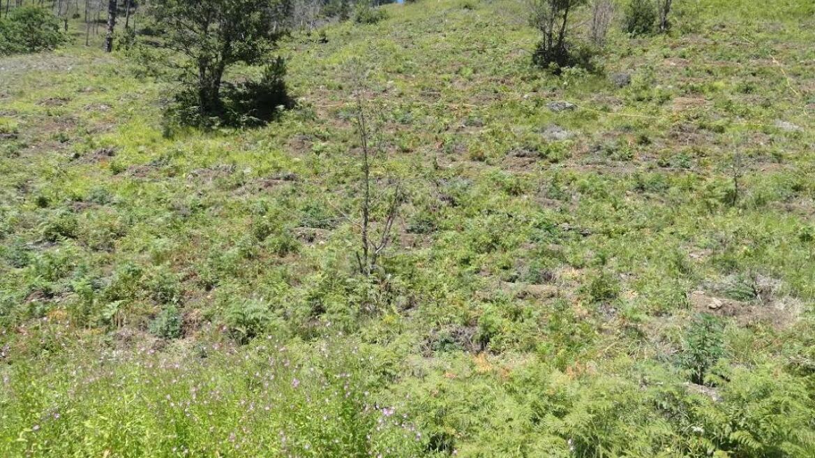 Τεράστια χασισοφυτεία στα σύνορα με την Αλβανία