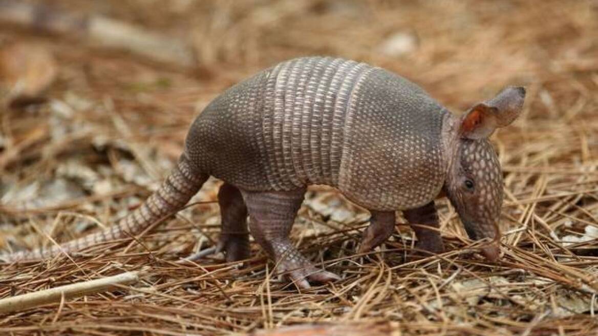 Τέξας: Πυροβόλησε αρμαντίλο και... κατέληξε στο νοσοκομείο