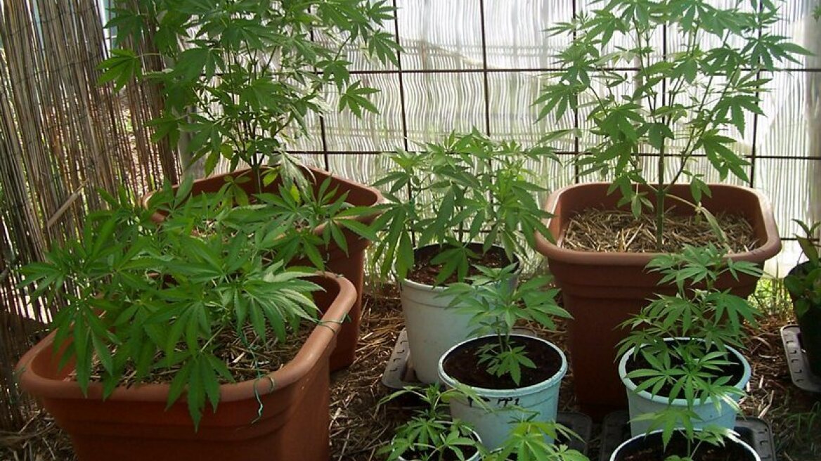 Αγρίνιο: Μάνα και γιος καλλιεργούσαν χασισόδεντρα