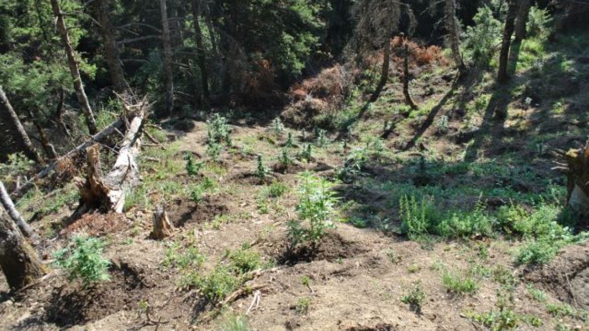 Φθιώτιδα: Αδέλφια καλλιεργούσαν χασισόδεντρα 